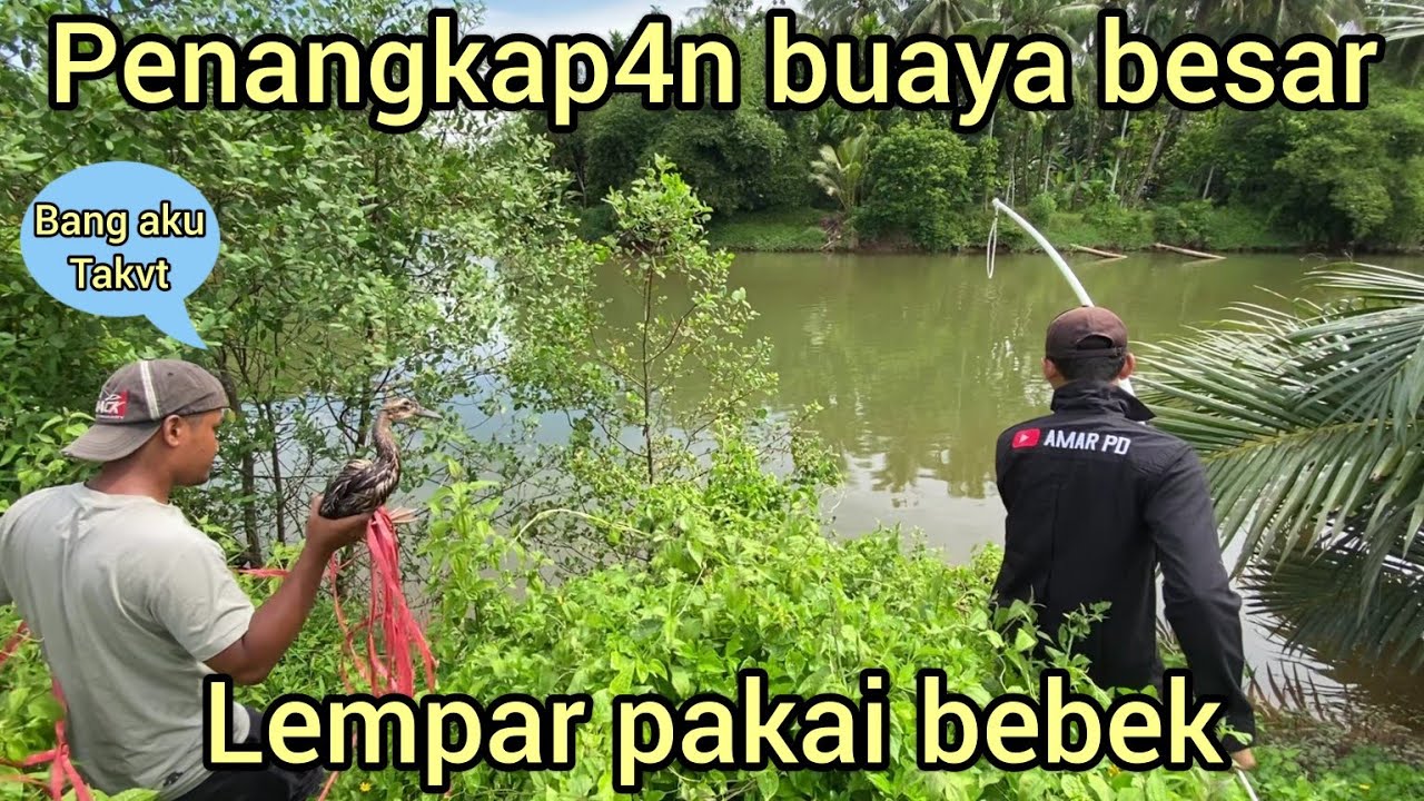 PROSES PENANGKAP4N BUAYA BESAR MUNCUL DI BELAKANG RUMAH WARGA,LEMPAR PLASTIK HITAM LANGSUNG DATANG