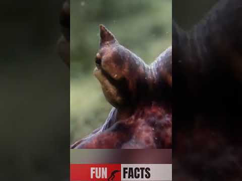 The Octopus That Can Become Anything Mimicoctopus 