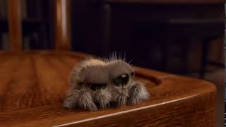 Lucas the spider is dead