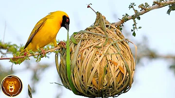 Welcher Vögel baut sein Nest am Haus?