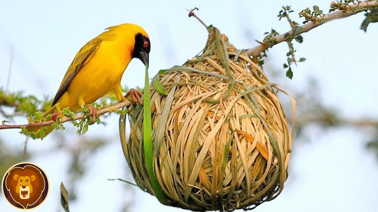 Storch wirft Küken aus dem Nest