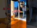 This Dog’s Drama Deserves an Oscar 🎭🐾#shorts #shortsfeed #dog  #funny