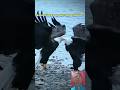Enormous Bald Eagles in Mid-Air Conflict #beldeagle #birds #shorts #ytshorts #viralvideo#shortvideo