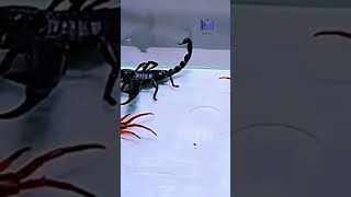 ";Nature's Duel: Scorpion's Sting vs. Centipede's Speed #WildEncounters #DesertDuel
