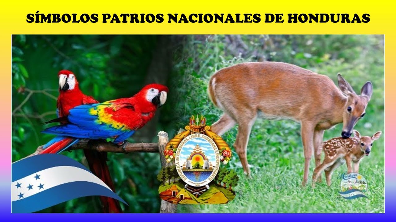 SÍMBOLOS PATRIOS NACIONALES DE HONDURAS YouTube
