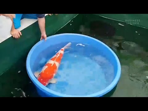Video: Carpa Koi: il pesce Koi più costoso mai venduto