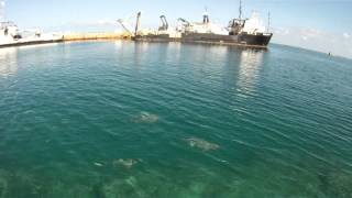 Sharks at Andros, Bahamas