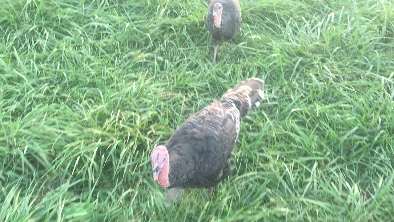Broad Breasted Bronze turkeys eating on pasture YouTube