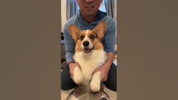 Thumbnail of The Little Drummer Corgi Boy #dogs #shorts