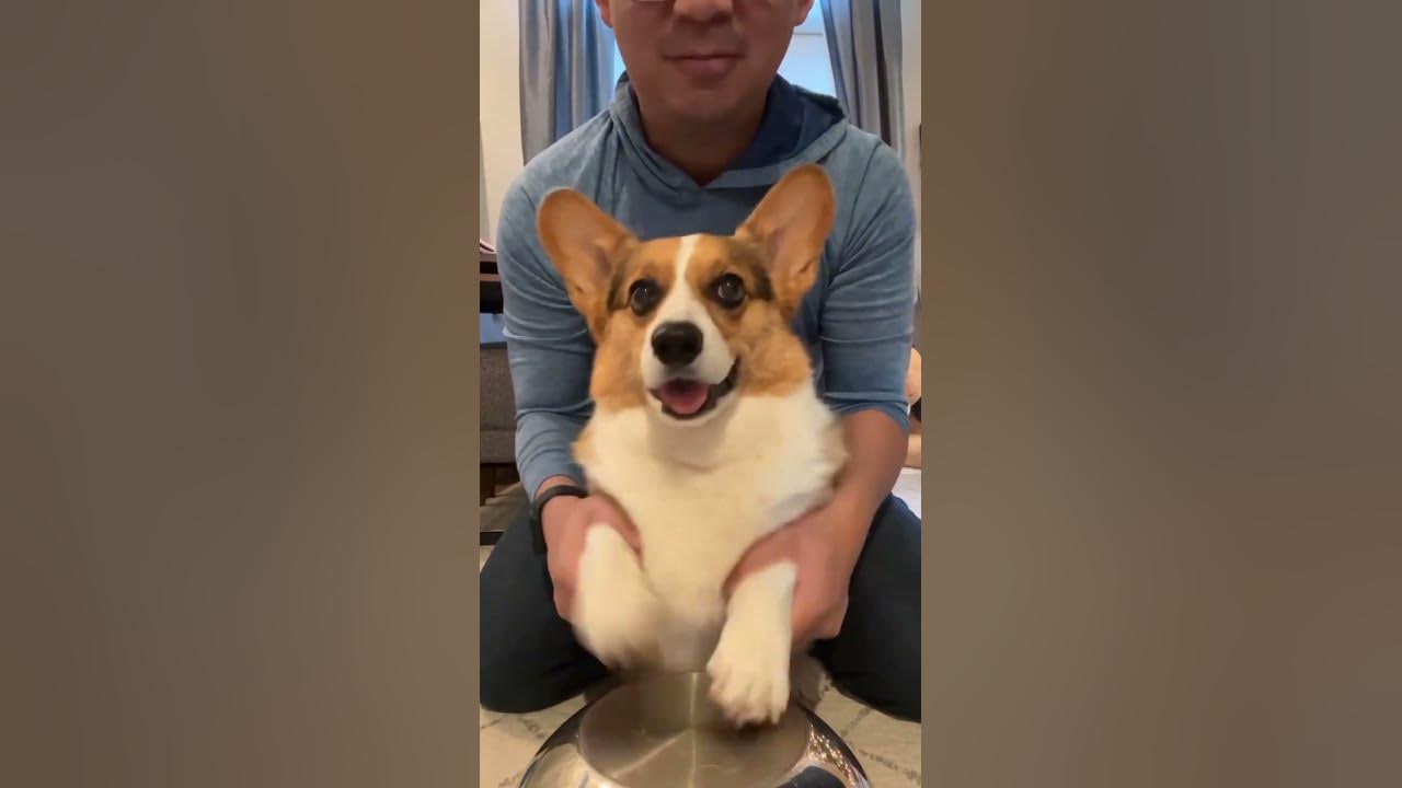 The Little Drummer Corgi Boy #dogs #shorts