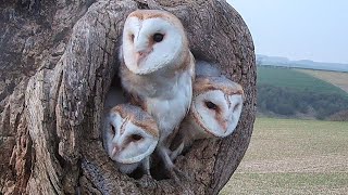 Barn Owl Fledglings Find Their Wings | Willow & Ghost | Robert E Fuller