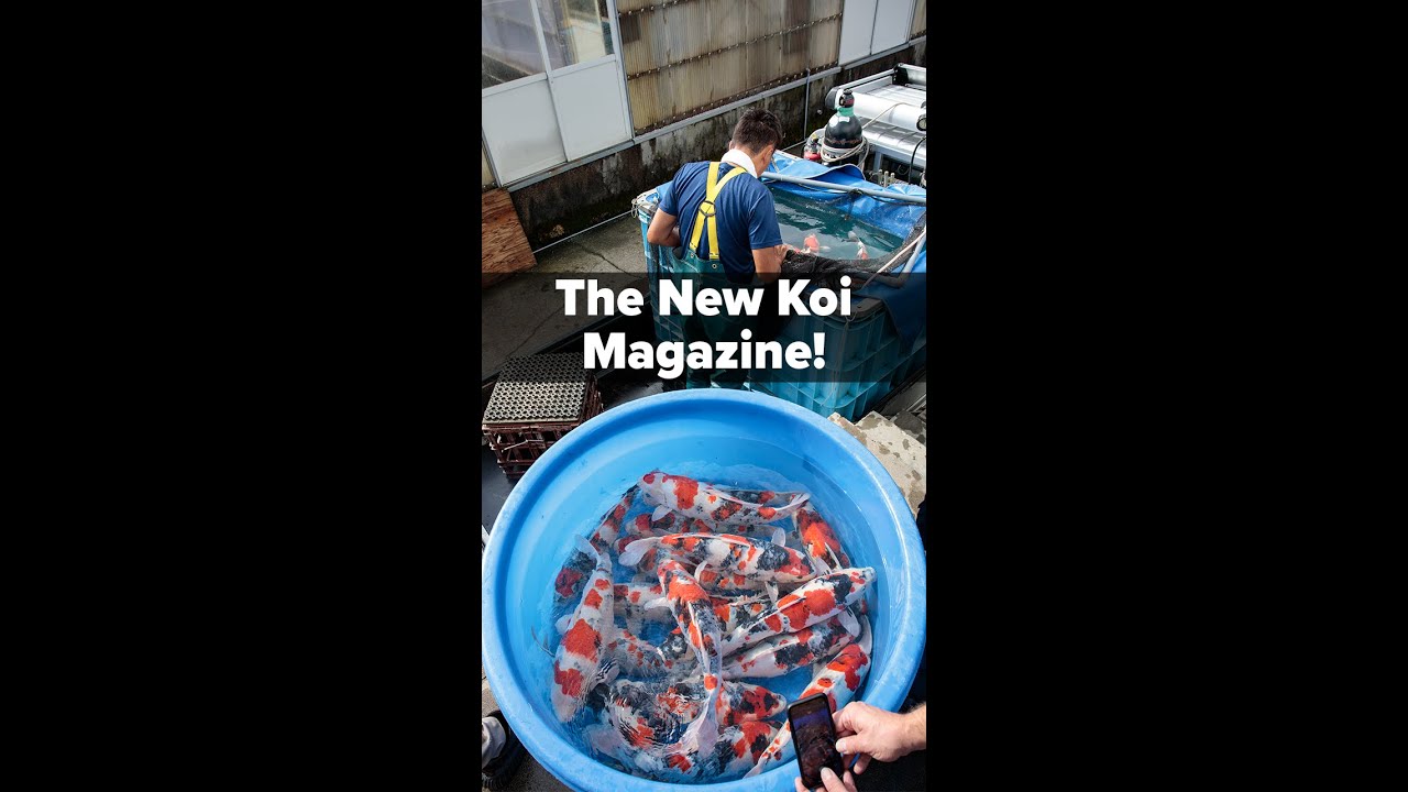 KOI KOI  Magazine