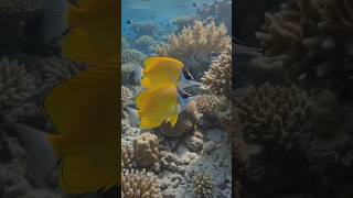 🐠 Longnose Butterflyfish — a bright yellow master of precision.#OceanLife #FishFacts#marinelife
