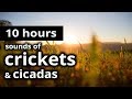 SLEEP SOUNDS: "Evening sounds of crickets & cicadas" - Sounds of evening crickets, Relaxation Sounds