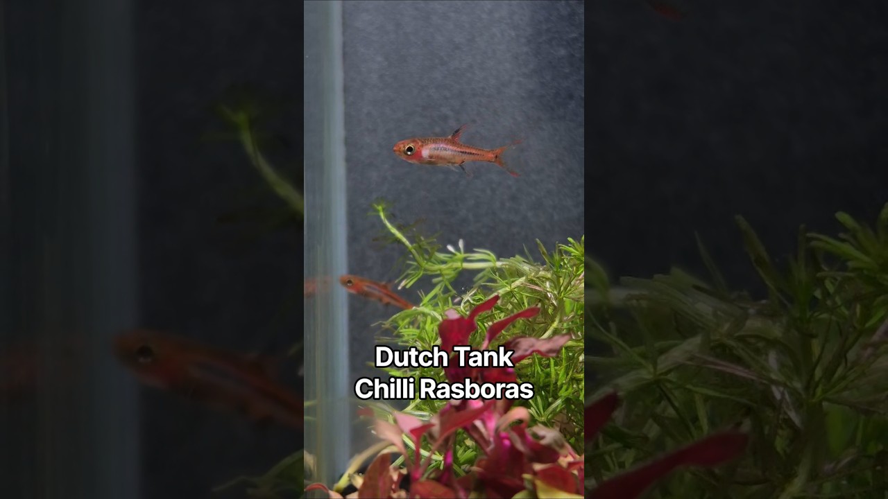 Perfect tiny fish for nano tanks ~ 🌿