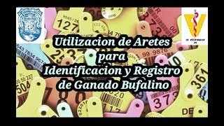 Utilización de aretes para identificación y registro de ganado bufalino