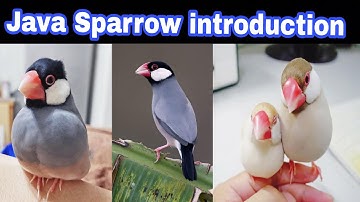 Java Sparrow Introduction | Mutation in Pakistan | Jamshed Birds