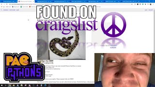Ball Pythons Found On Craigslist - Part 1