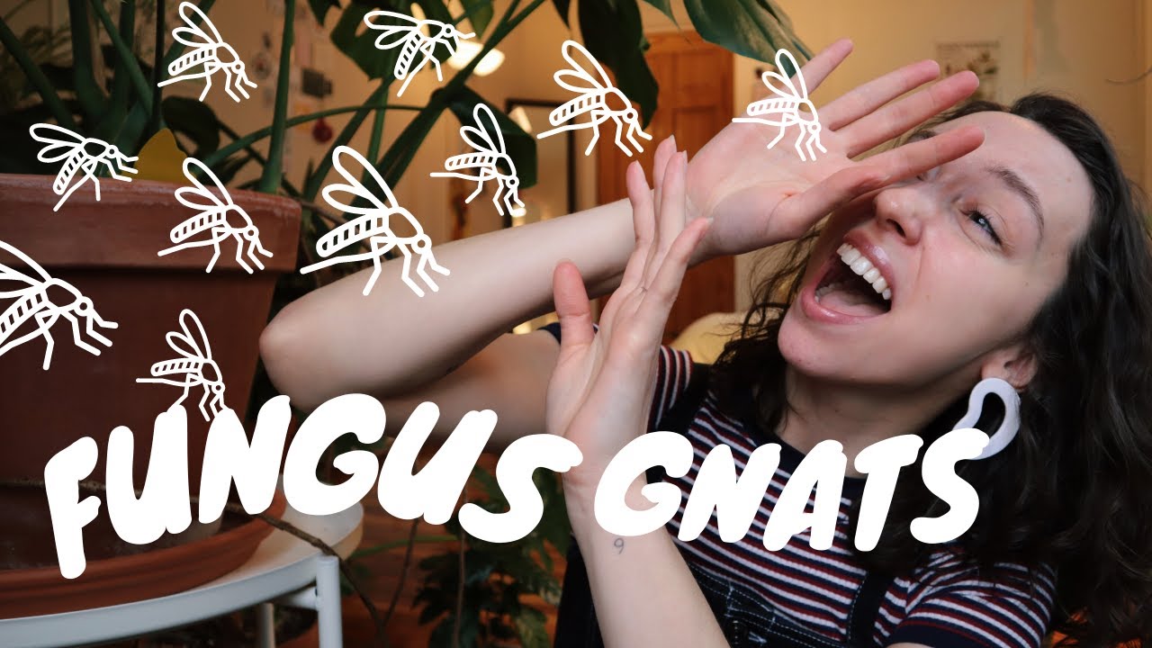 FUNGUS GNAT CONTROL | get rid of fungus gnats in indoor plants with mosquito bits AND MORE!