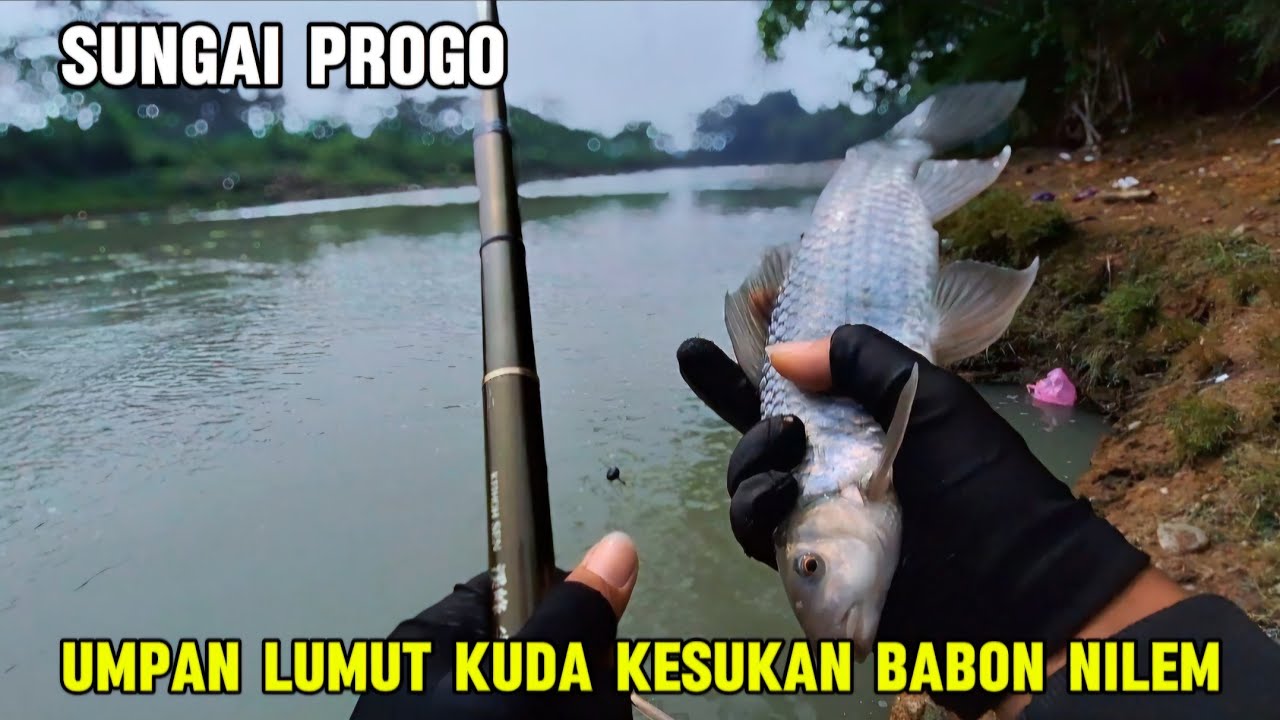 SUNGAI PROGO MUBAL❗️GUNAKAN TEKNIK PENGUMPUL IKAN ‼️ DIJAMIN STRIKE TAMPA HENTI DI SPOT INI.