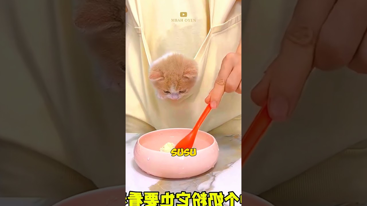 Rahasia Si Mbah Oyen: Cara Jitu Ngerjain Babu Biar Bisa Ikut Terus! 😼✨ #shorts #kucinglucu #kucing