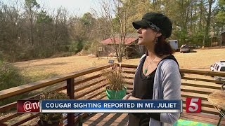 Cougar Sightings On The Rise In Middle Tennessee