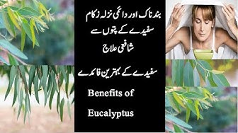 Eucalyptus Youtube