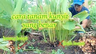 tutorial)cara tanam kunyit dari batang agar cepat panen