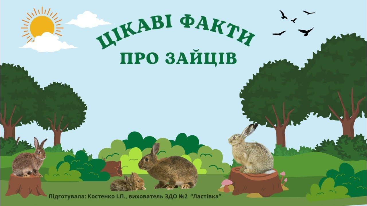 Цікаві факти про зайців. - YouTube