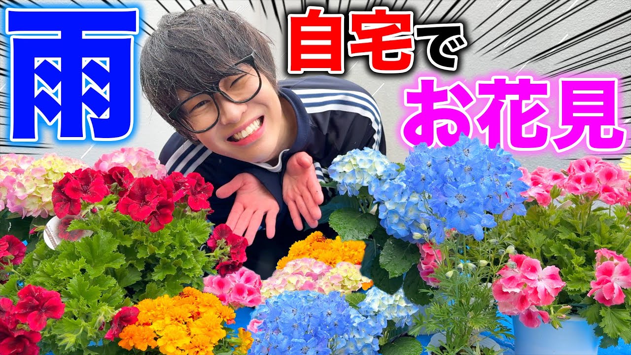 Lunchbox] It was raining during the cherry blossom viewing so we