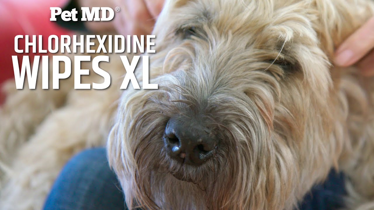 Pet MD Chlorhexidine Wipes XL YouTube