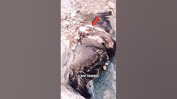 Reality Behind Dead Eagle With 20 Year Old GPS Tracker - FactChecked