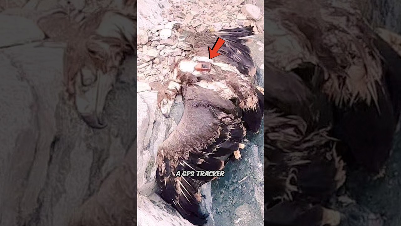 Reality Behind Dead Eagle With 20 Year Old GPS Tracker - FactChecked - YouTube