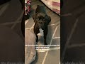 Knox says love me #doggie #pets #puppy #dog #funny