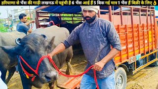 हरयण स भस क गड लखनऊ म पहच ह 6 भस आई ह 5 बक गई मतर 1 भस ह बकर क लए