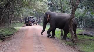 Elephant on the road