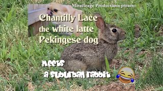 Chantilly Lace the white latte Pekingese dog meets a suburban rabbit