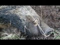 Wild Boar hunting best moments 2016 Polowanie najlepsze momenty Drückjagd Wildschweinjagd