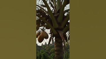 Drone crashes over coconut tree​  #drone #videodrone #aivideo #videodrone  #shorts