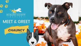 Adoptable Animals: Meet Chauncy