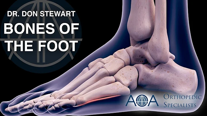 AOA Orthopedic Specialists - The Bones of the Foot - Dr. Don Stewart