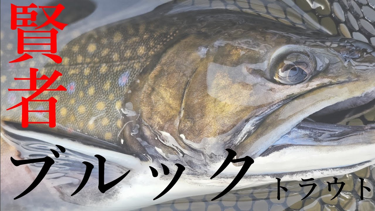 イロモノ多数？の賢者フィールド攻略【WADONA】【管理釣り場】【エリア