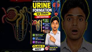 Urine Body Se Bahar Kaise Aata Hai? 🤔 | Micturition Process #shorts