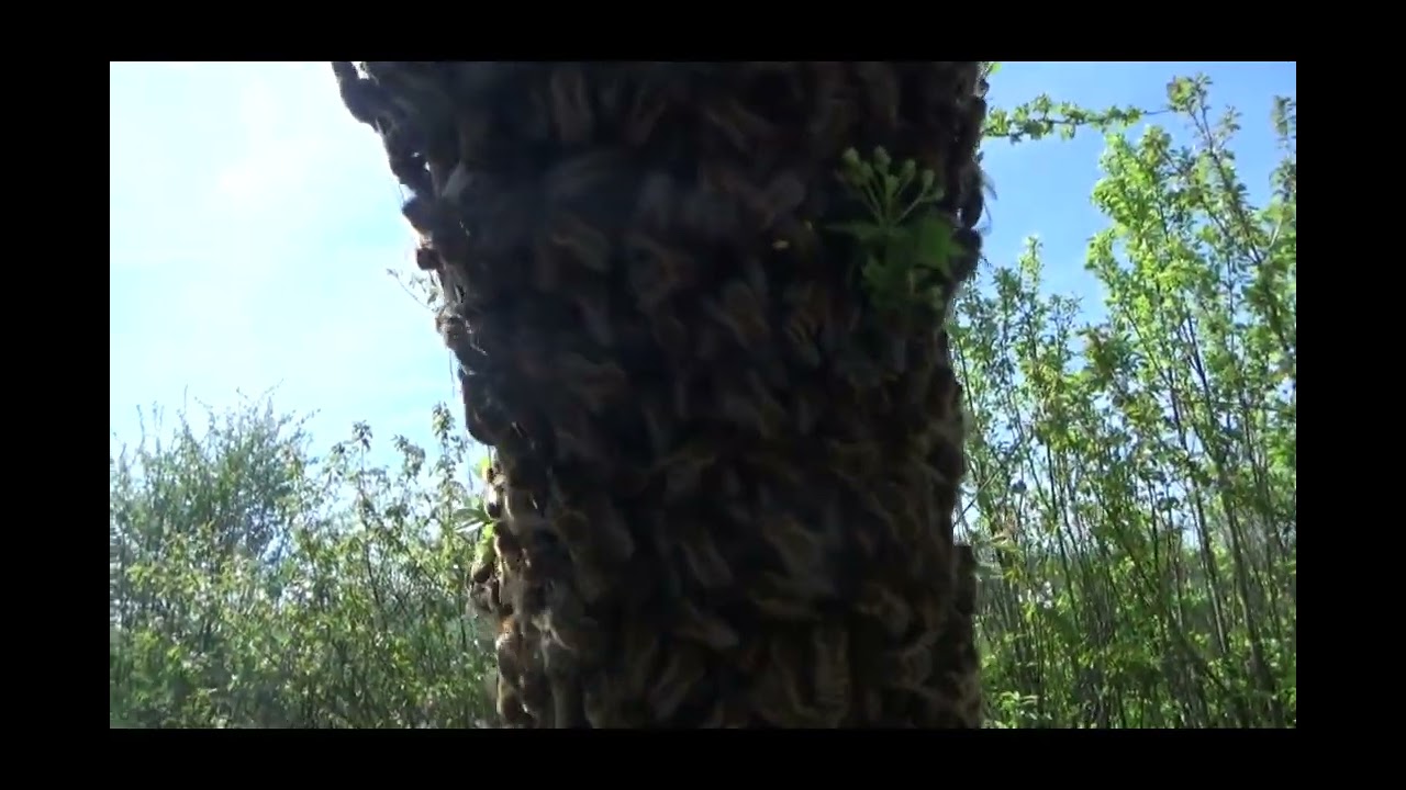 Ce gros essaim a décidé de me rendre dingue ^^