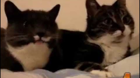 10 Cutest Cat Moments from www metacafe com