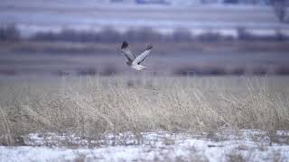 Stock Video - Northern Harrier flying in slow motion as it hunts for prey