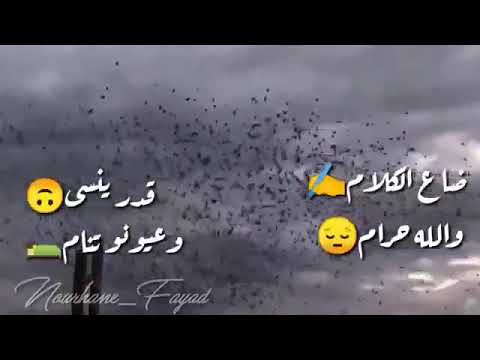 تبكي الطيور وائل كفوري حالات واتس اب