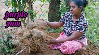 purple yam.a 25 kg purple yam was found in my garden.I made a delicious dish .village kitchen recipe