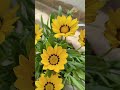 beautiful flowers from my balcony garden 🌼|| #gardenflowers #youtubeshorts #monday