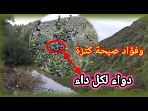 خوي قلبك هنا فين كين دواك T Dj Food Fish Housemusic 